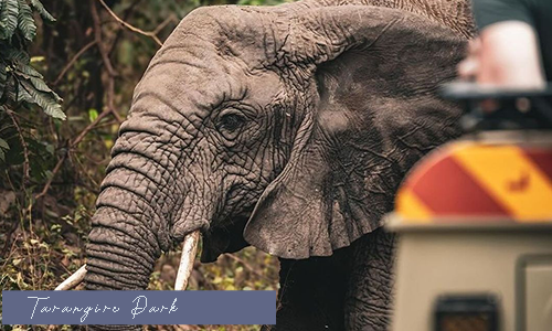 3 Days Tanzania Luxury Fly-in Safari